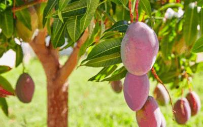 Caminito del Rey: El Mango en Málaga