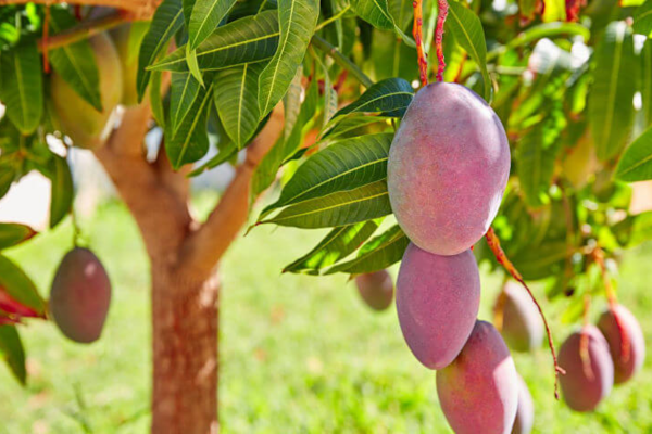 Caminito del Rey: El Mango en Málaga
